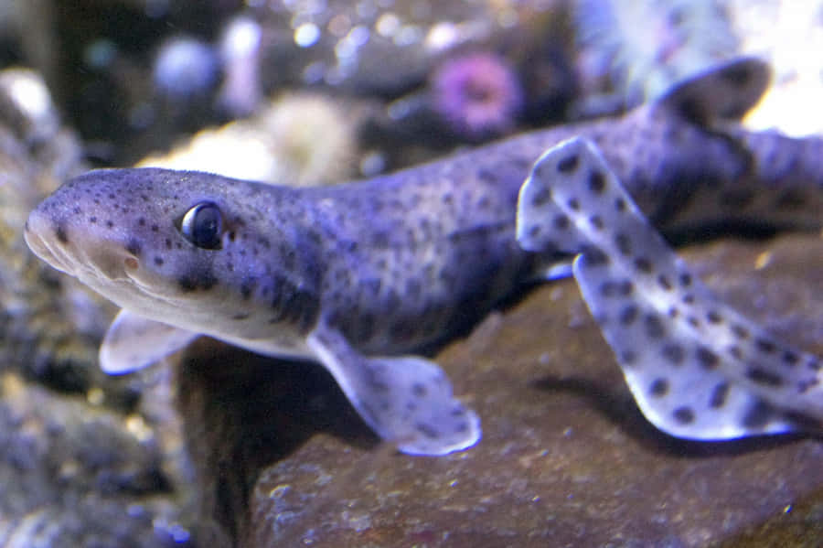 Spotted Catshark Up Close Wallpaper