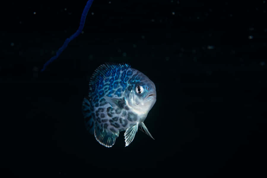 Spotted Discus Fish Dark Water Background Wallpaper