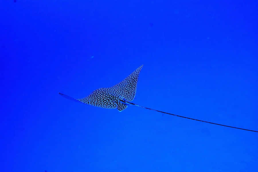 Spotted Eagle Ray Graceful Swim Wallpaper
