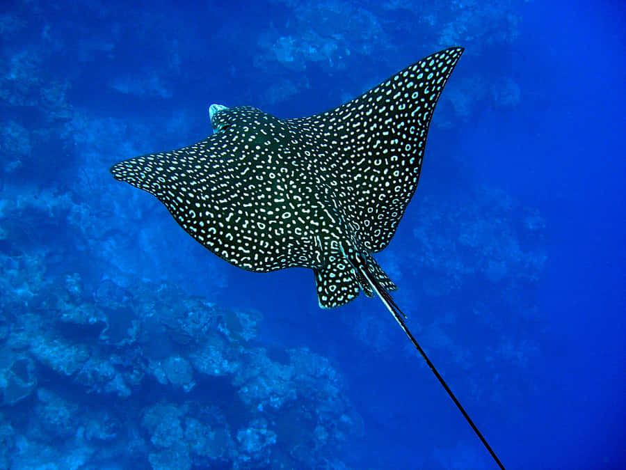 Spotted Eagle Ray Swimming Underwater.jpg Wallpaper