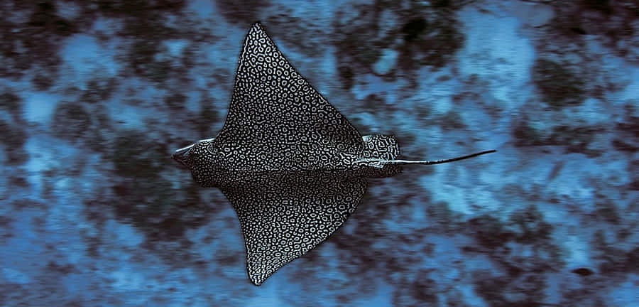 Spotted Eagle Ray Underwater Wallpaper