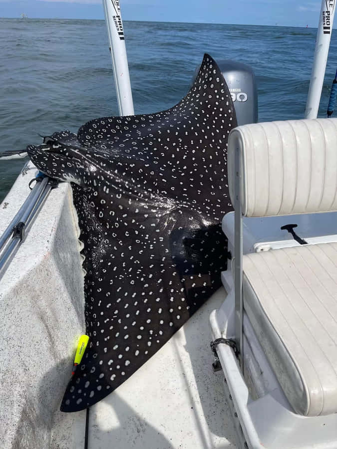 Spotted Eagle Rayon Boat Wallpaper