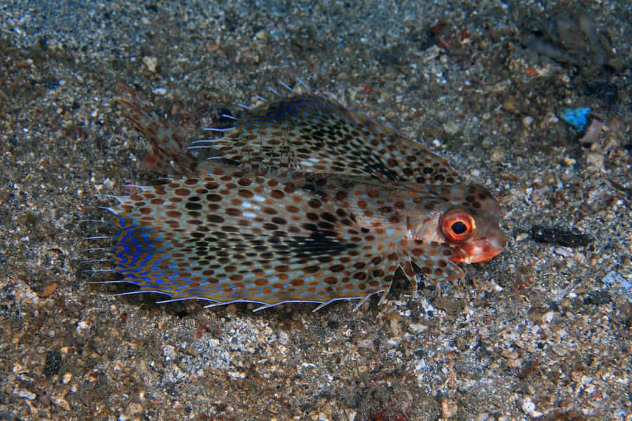 Spotted Flying Gurnard On Seabed.jpg Wallpaper