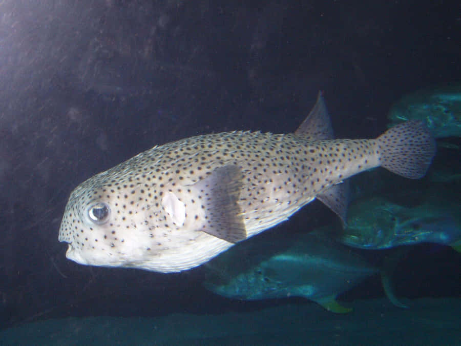 Spotted Porcupinefish Underwater Wallpaper