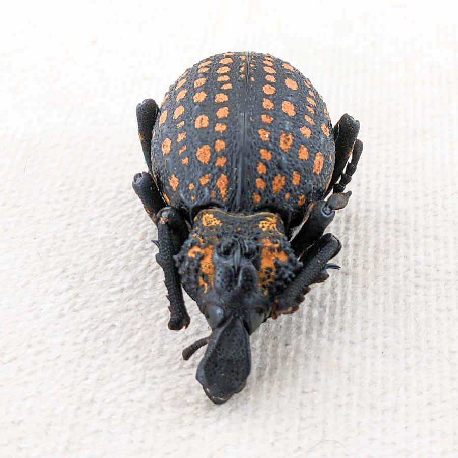 Spotted Snout Beetle Closeup Wallpaper