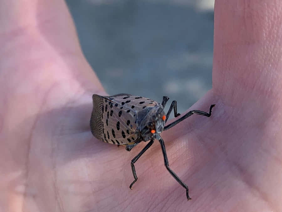 Spotted Squash Bugon Human Hand Wallpaper