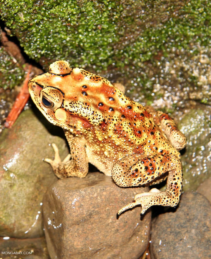 Spotted True Frogon Rock Wallpaper