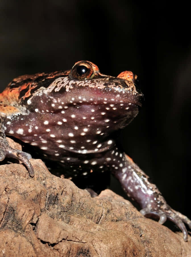 Spotted True Frogon Wood Wallpaper