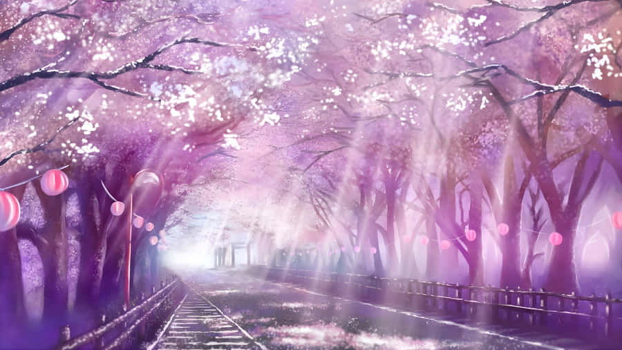 Spring Anime Cherry Blossom Scene Wallpaper