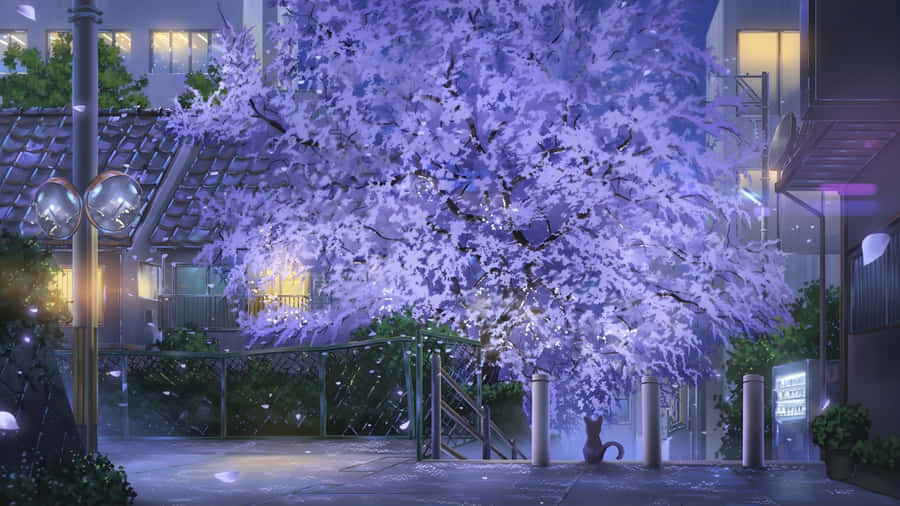 Spring Anime Cherry Blossom Scene Wallpaper