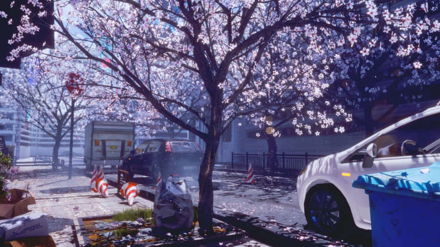 Spring Anime Cherry Blossom Scene Wallpaper