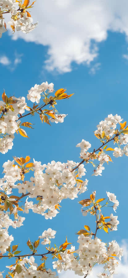 Spring Blossom Sky View Wallpaper