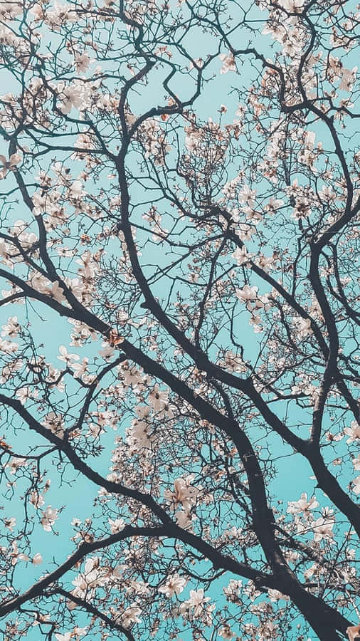 Spring Blossoms Against Blue Sky Wallpaper