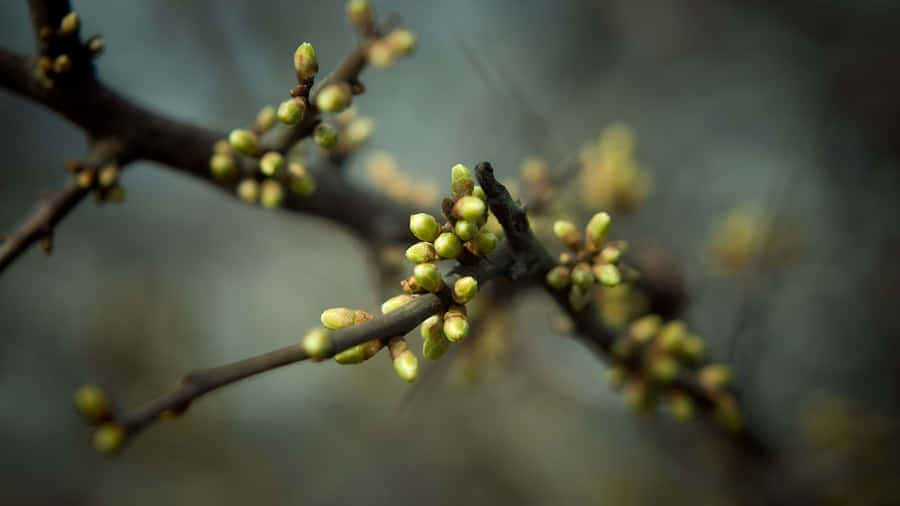 Spring Buds With Shallow Focus Wallpaper
