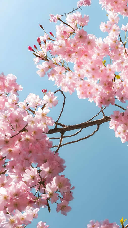 Spring Cherry Blossom Branches Wallpaper