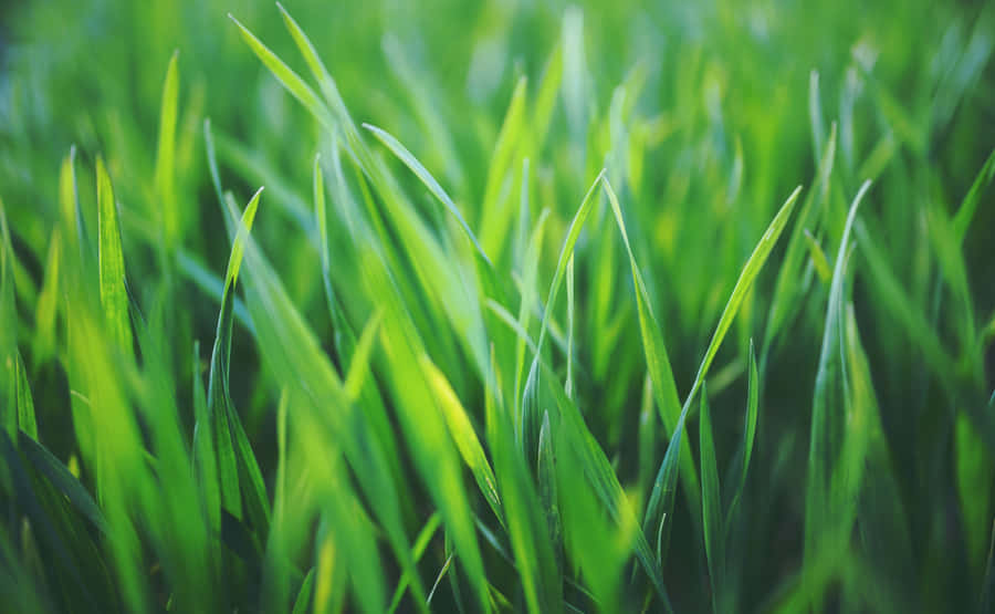 Spring Grass Wallpaper Wallpaper