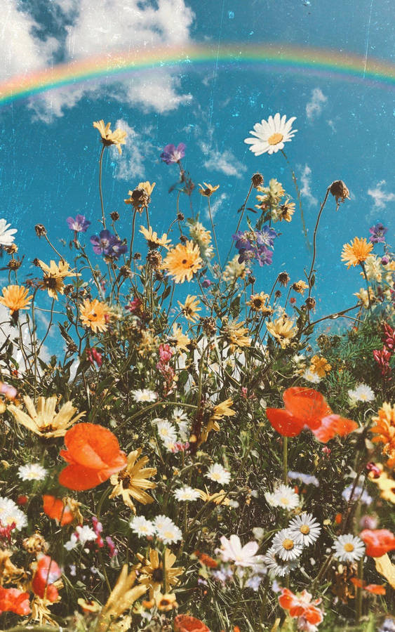 Spring Iphone Flowers With Rainbow Wallpaper