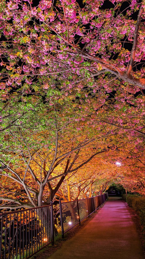 Spring Night Sakura Tree Wallpaper