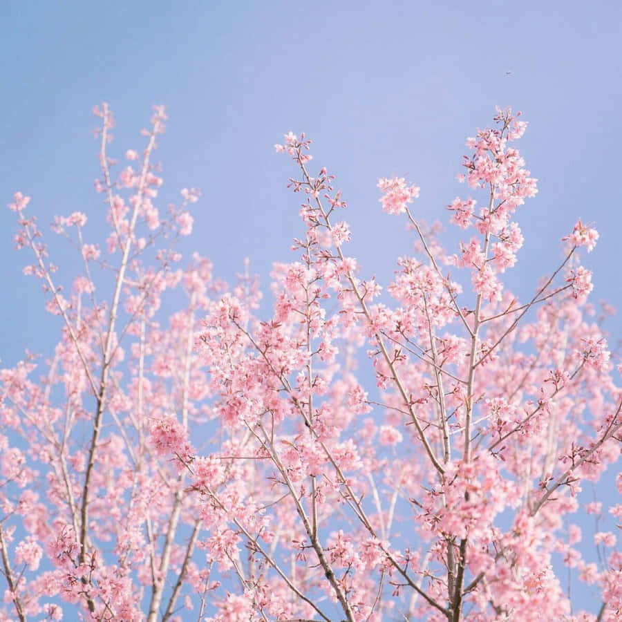 Spring Pastel Wonderland Wallpaper