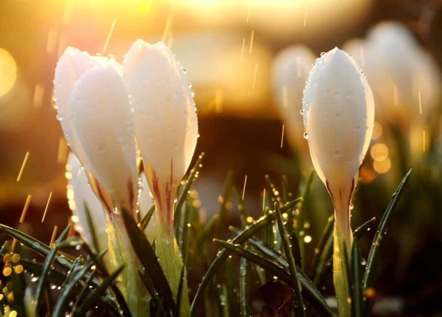 Spring Rain Falling On A Lush Green Garden Wallpaper