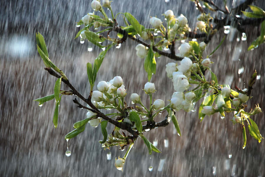 Spring Rain Showers On A Green Forest Path Wallpaper
