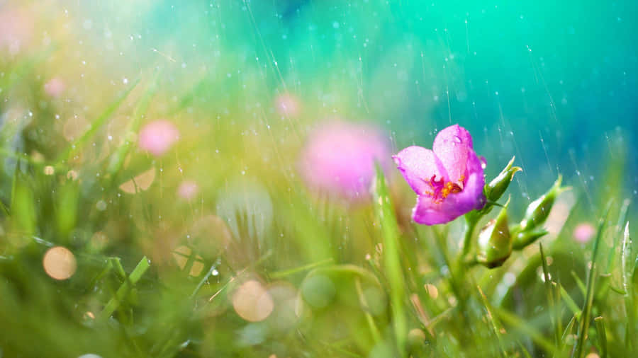 Spring Rain Showers On Vibrant Green Nature Wallpaper