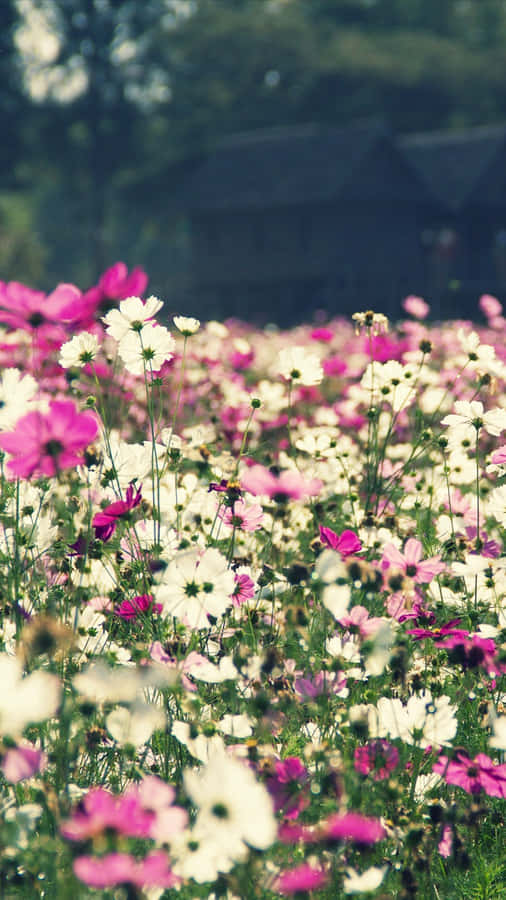 Springtime Cosmos Bloom Wallpaper