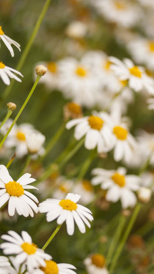 Springtime Daisy Freshness.jpg Wallpaper