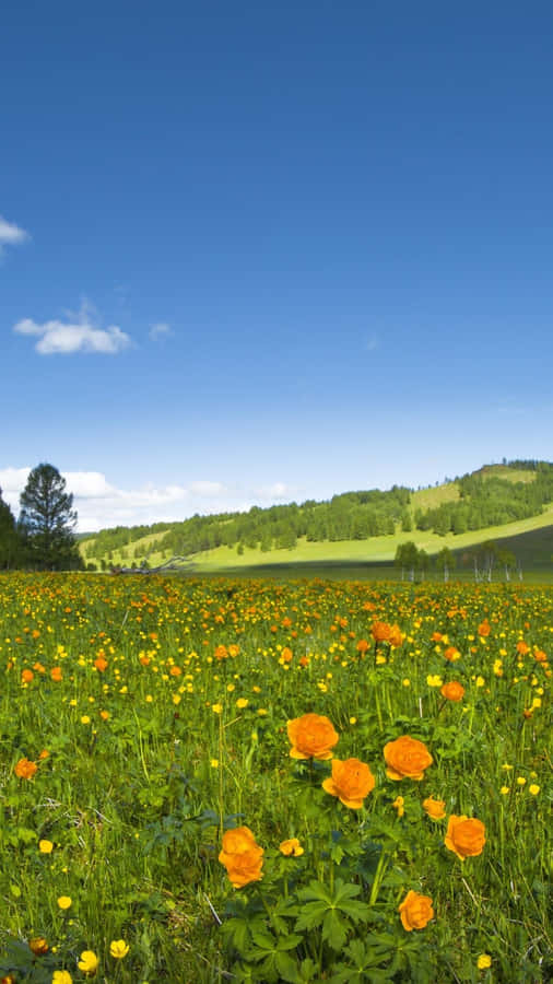 Springtime Meadow Blooms.jpg Wallpaper