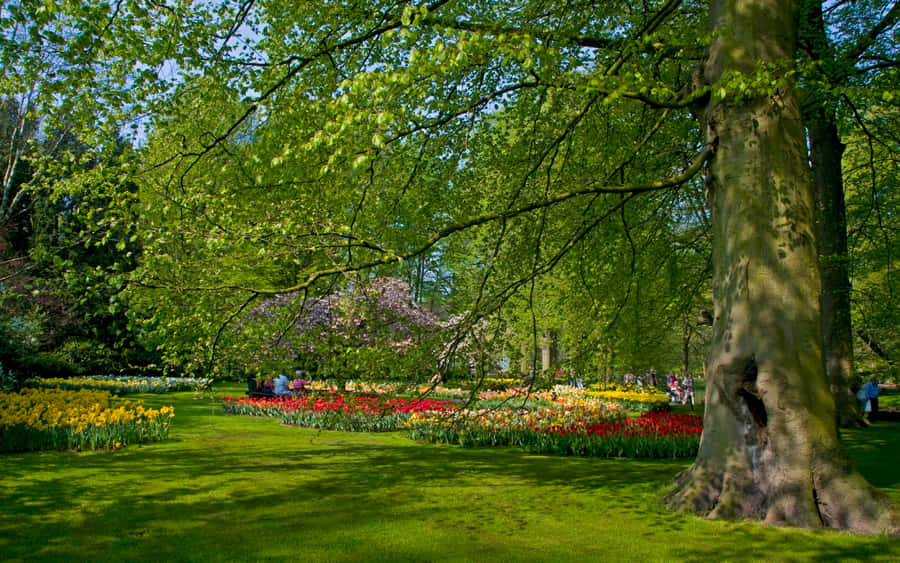 Springtime Tulip Garden Bloom Wallpaper