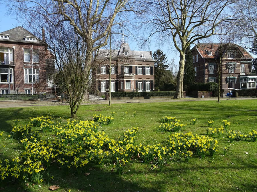 Springtimein Venlo Park Scene Wallpaper
