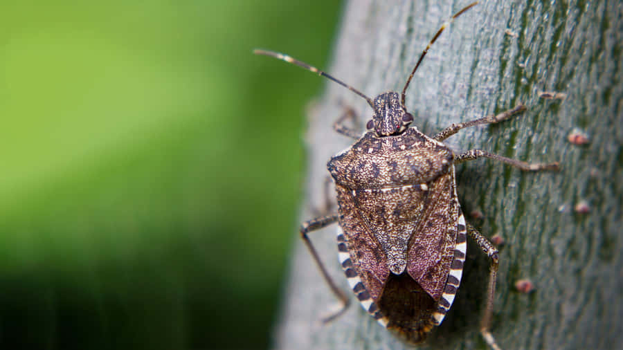 Squash Bug On Plant Stem Wallpaper