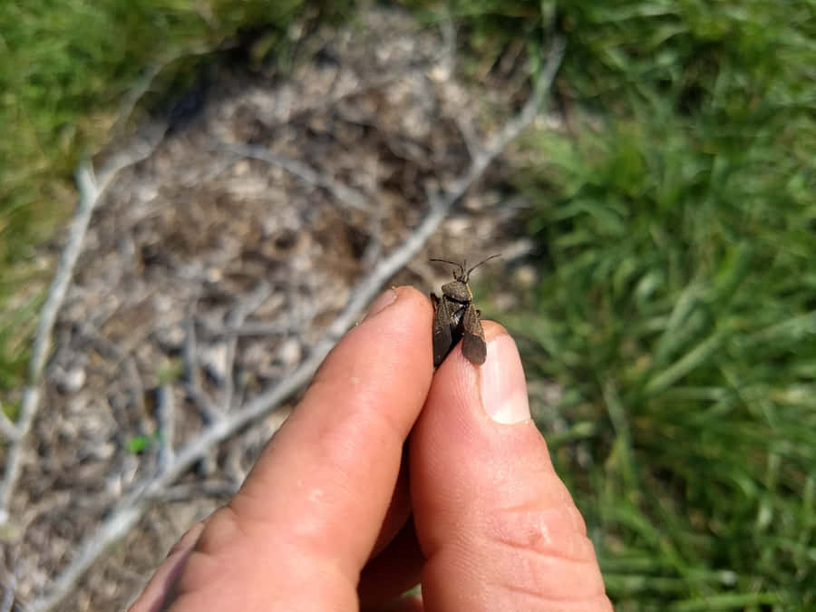 Squash Bugon Finger Wallpaper