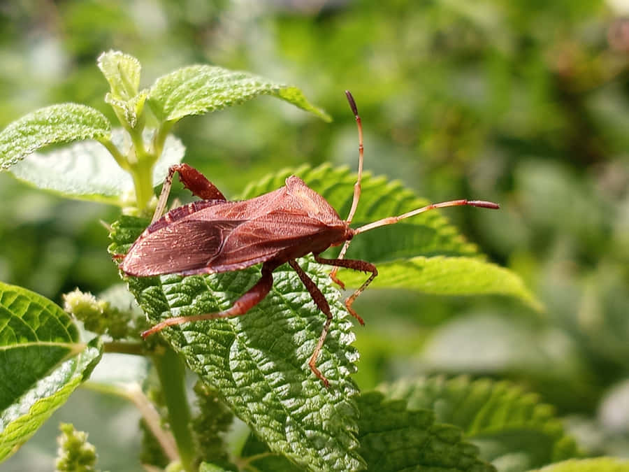 Squash Bugon Green Leaves Wallpaper