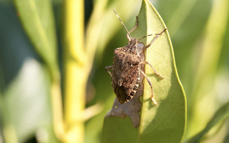 Squash Bugon Leaf.jpg Wallpaper