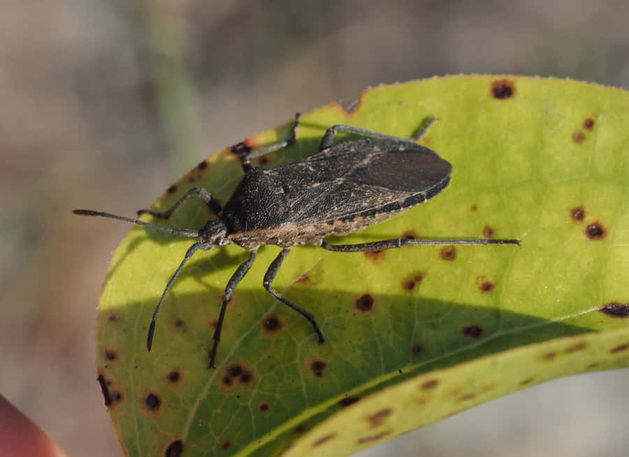 Squash Bugon Leaf Wallpaper