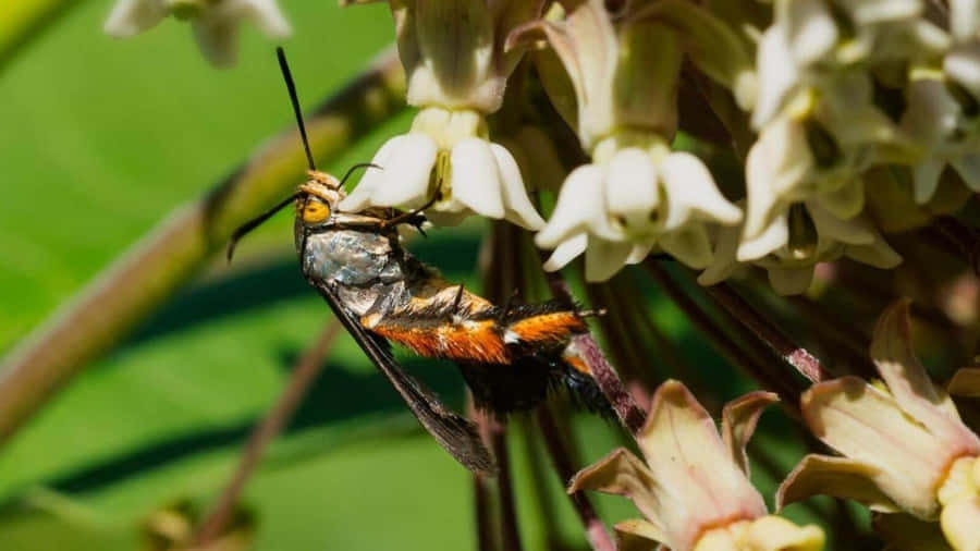 Squash Bugon Milkweed Wallpaper