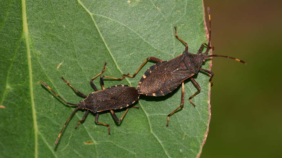 Squash Bugson Leaf Wallpaper