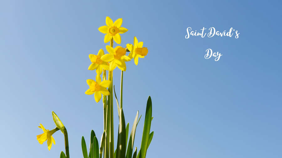 St David's Day Wallpaper