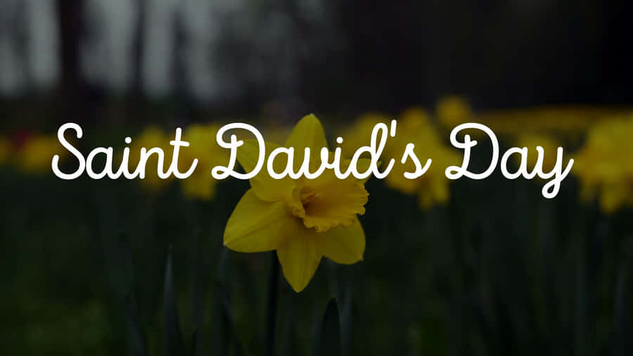 St David's Day Wallpaper