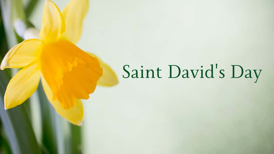 St David's Day Wallpaper