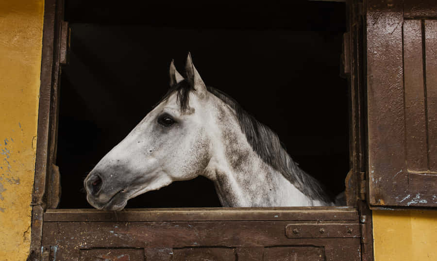 Stable Horse At Side [wallpaper] Wallpaper