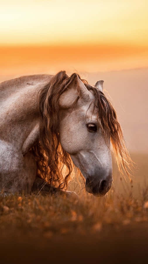 Stable In Sunset [wallpaper] Wallpaper