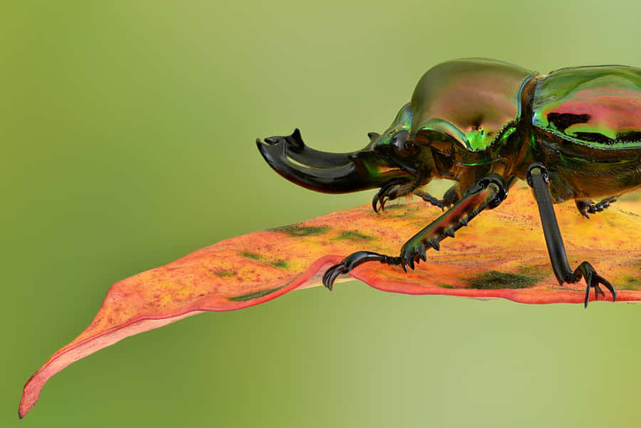 Stag Beetleon Leaf Wallpaper
