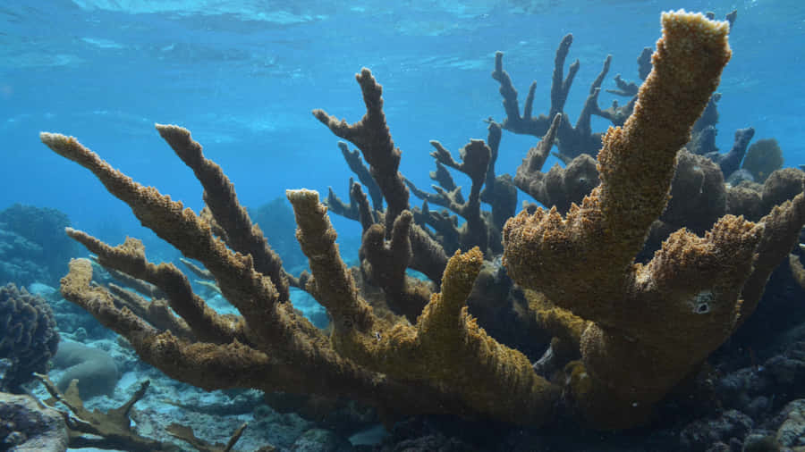Staghorn Coral Underwater Landscape Wallpaper