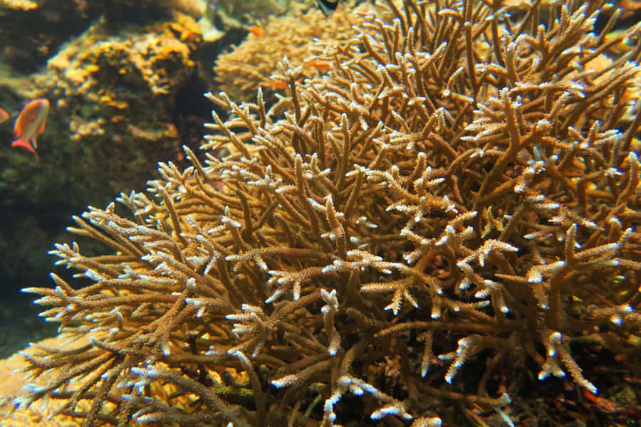 Staghorn Coral Underwater Scene Wallpaper