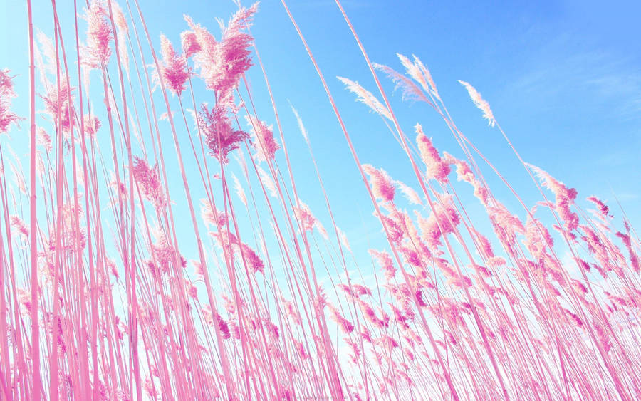 Standing At The Vibrant Pink Field Wallpaper