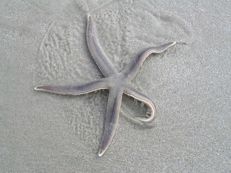 Starfishon Sandy Beach Wallpaper