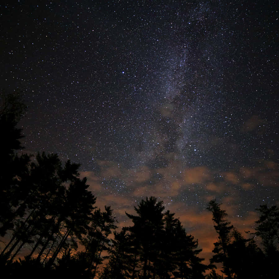Starry Night Over Forest Wallpaper