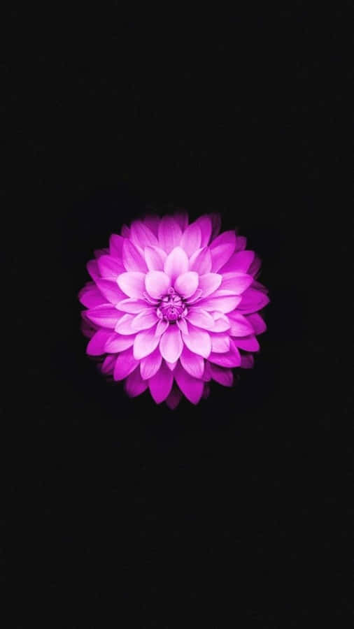 Stay Ahead Of The Curve With The Sleek Iphone 6s. Wallpaper